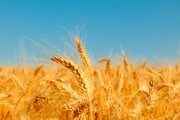 golden wheat field and sunny day