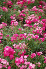 Fototapeta premium Pink roses