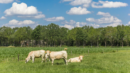 Fototapeta na wymiar Blonde d Aquitaine cows in the landscape of Drenthe, Netherlands