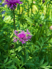 Brown Knapweed or Centaurea jacea is a species of herbaceous perennial plant in the genus Centaurea native to dry meadows and open woodland thoughout Europe.