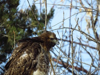 A Hawk