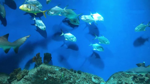 View of a deep-sea aquarium with a lot of floating fish, snakes, sharks and moray eels. Underwater sea world background
