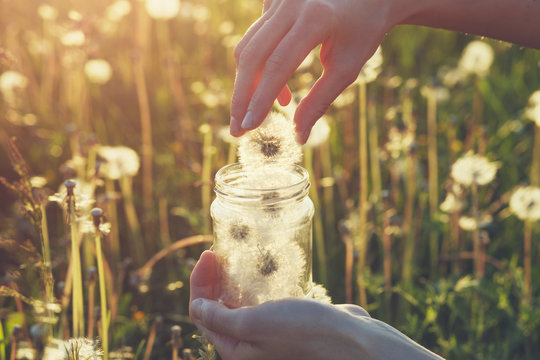 Fototapeta young female hands holding  glass jar and collecting beautiful fluffy white fresh fragile dandelion flowers, saving happy moments, best summer memories, sunny morning background