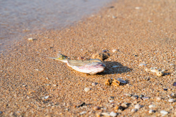 Dead fish at shore