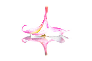 Plumeria flowers with shadows on the white background.