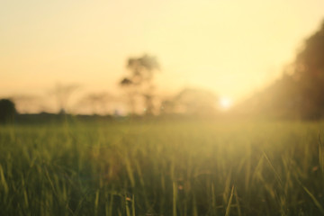 Fototapeta na wymiar meadows at sunrise blurry background