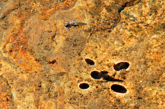 Water strider and shadow of surface indentations caused by legs