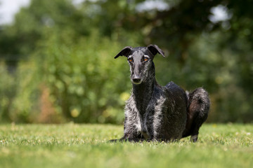 schwarzer Galgo Espanol liegt im Gras