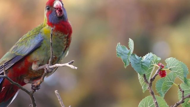 Wild Rosella eating red berries at dawn