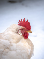 A close-up animal head portrait of a white colored leghorn crossbred free range egg laying hen chicken with white snow in the background on a rural Wisconsin farm in the winter season.
