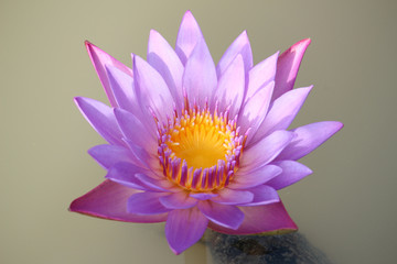 Purple-pink lotus in pond