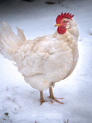A full body portrait of a white leghorn crossbred egg laying free range chicken looking towards her tail and standing in fresh white snow on a farm in rural Wisconsin in the winter season. - obrazy, fototapety, plakaty