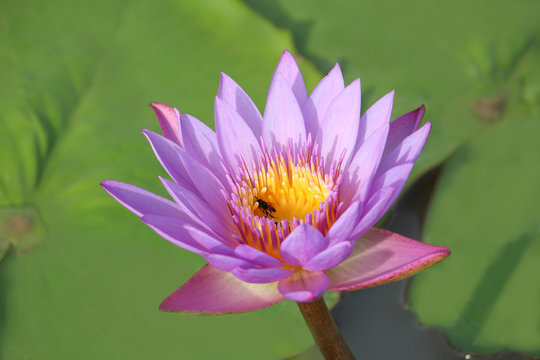 Purple-pink lotus in pond