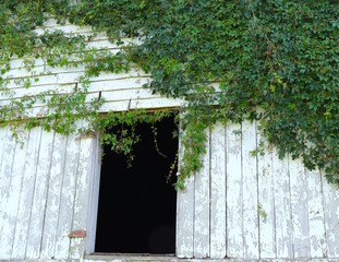 Barn Door and Vines