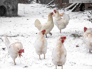 A group or flock of white colored leghorn crossbred free range egg laying hen chickens with white snow in the background on a rural Wisconsin farm in the winter season.