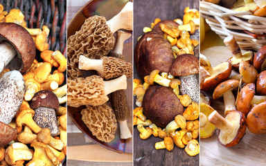 Collage of different mushrooms