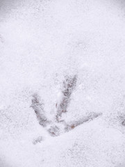 Fototapeta premium A closeup view of animal footprints or tracks belonging to a chicken or rooster in fresh white snow blanketing the ground in Wisconsin in winter season.
