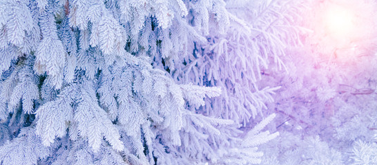 Fototapeta premium Winter magic forest