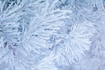 Snowy pine tree branches macro.