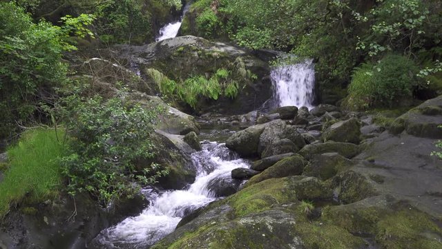 UK June 2019 - A stream flows over slate rock and cascades into waterfalls in-between lush green mossed covered rocks, ferns, broken branches and ancient trees.