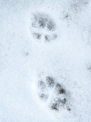 A closeup view of wildlife animal footprints paw prints or tracks belonging to a wild coyote or stray dog in fresh white snow blanketing the ground in Wisconsin in winter season.