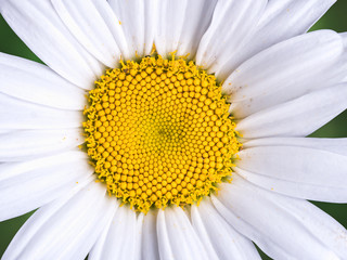 Marguerite flower head