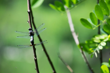 Two dragonflies mate in the spring outdoors