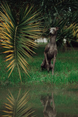 Italian Greyhound in palm trees with river