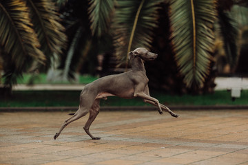 Italian Greyhound in palm trees run and jumps