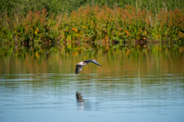 Greylag goose flying over a pond in the morning light  in the bird protection area Hjälstaviken close to Stockholm