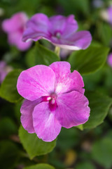 Obraz premium Closeup Beautiful Pink Flower