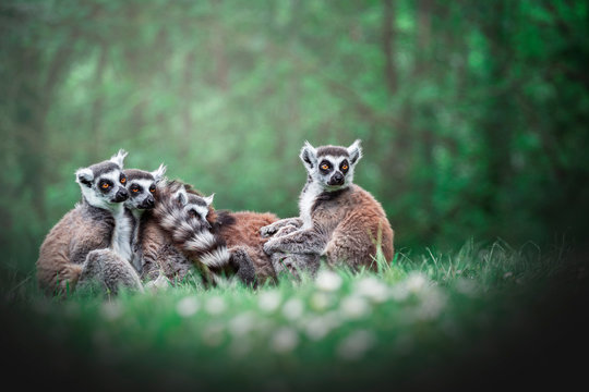 Groupe de lemurien dans l&rsquo;herbe 