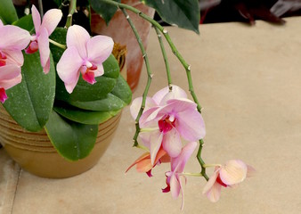 Pink Orchids