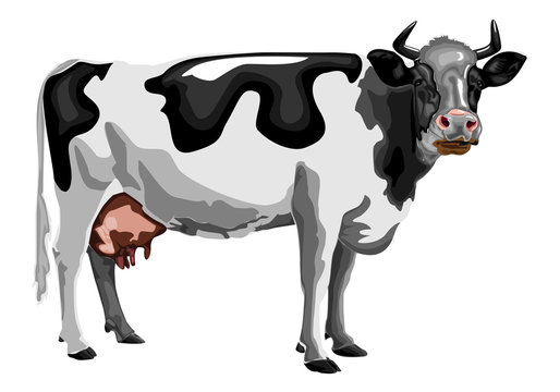 vector illustration of cow