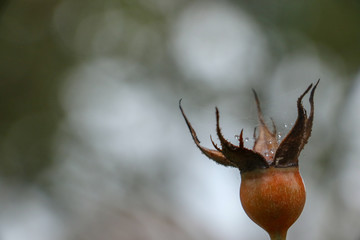 Rain drops on a rose bud