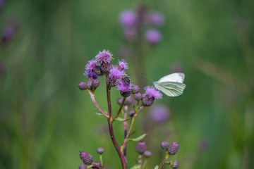 Bee on a thistle and a butterfly in the background