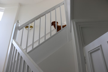 Cute Hungarian Vizsla dog standing on stairs behind white wooden banisters