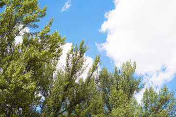 Obraz premium wallpaper or postcard of a beautiful blue sky with white clouds and the treetops.