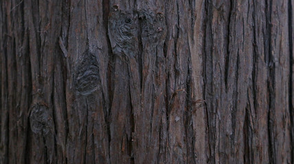Tree bark closely