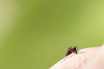 Fototapeta premium Aedes albopictus Mosquito. Super macro close up a Mosquito sucking human blood,