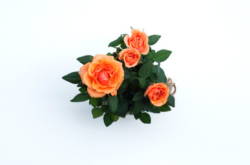 Orange roses in pot isolated on white background.