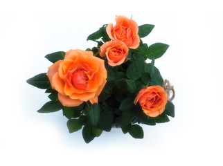 Orange roses in pot isolated on white background.