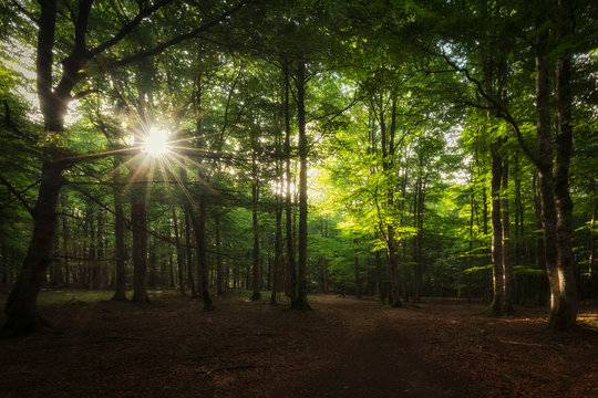 Sun rays between the trees in Urbasa forest, Navarra