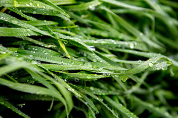 dew on the morning green grass macro