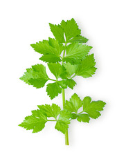 Fresh celery isolated on white background. top view