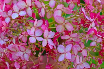 Pink hydrangea flowers on the flower bed in the garden.