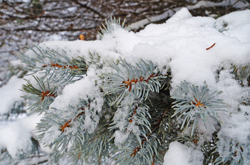 A branch of blue spruce covered with fluffy white snow in a winter sunny frosty day