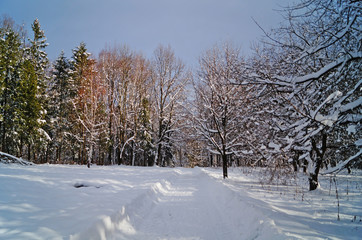 Winter forest with fluffy snow lying on the firs and tree branches on a frosty sunny day