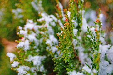 Thuja branch covered with white fresh snow in a winter frosty sunny day
