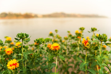 Obraz premium Blooming yellow red flower field on riverbank.